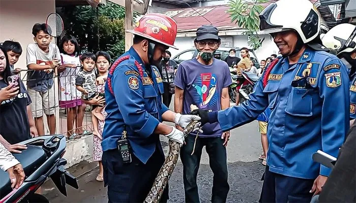 Petugas Gulkarmat Jakarta Timur mengevakuasi seekor ular sanca yang ditemukan di dapur rumah warga Jalan Kesatrian VD RT 19/03, Nomor.26, Kelurahan Kebon Manggis, Kecamatan Matraman, Jakarta Timur Kamis (21/10/2021) sore. (Ist)