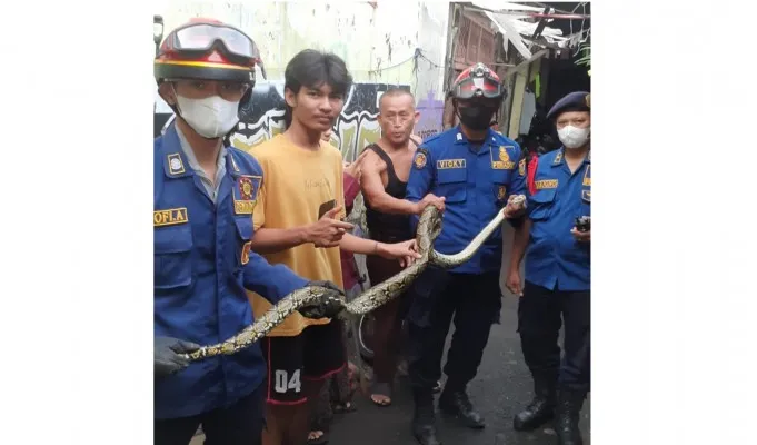 Petugas Gulkarmat saat mengevakuasi ular sanca di Duri Kosambi, Cengkareng, Jakarta Barat. (foto: ist)