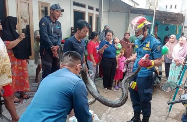 Warga geger ada temuan ular sanca kembang panjang hampir 4 meter berhasil ditangkap petugas Damkar Kota Depok. (Ist)