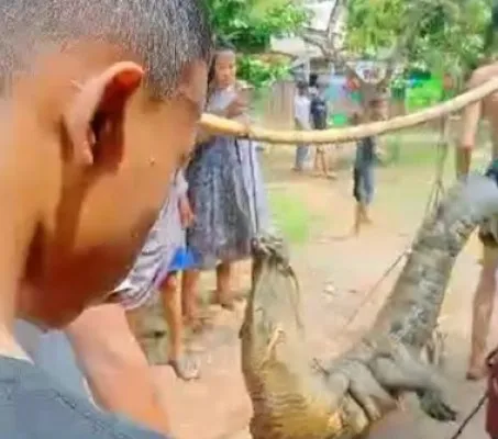 Puluhan warga Kubang Kampil saat menangkap buaya liar. (Foto: Ist).